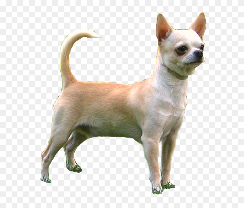 603x657 Chihuahua, Dog, Pet, Canine HD PNG Download