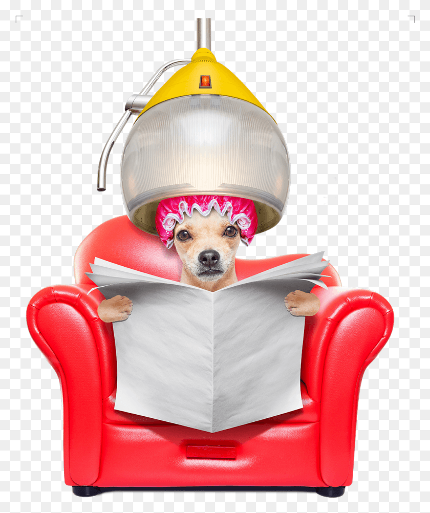 1001x1209 Chihuahua Dachshund Jack Russell Terrier Pug Dog Grooming Dog In Salon Chair, Furniture, Armchair, Couch HD PNG Download