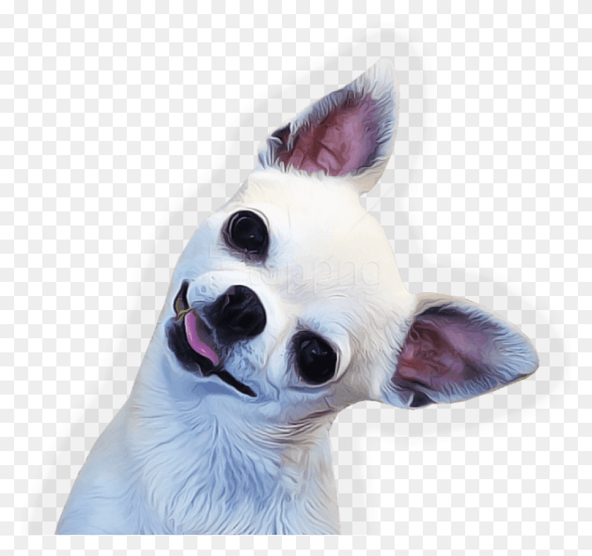 850x795 Chihuahua Face Side Images Background Chihuahua, Dog, Pet, Canine HD PNG Download