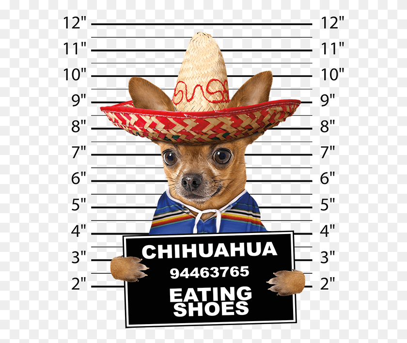 582x648 Chihuahua Mugshot Dachshund Mugshot, Clothing, Apparel, Sombrero HD PNG Download