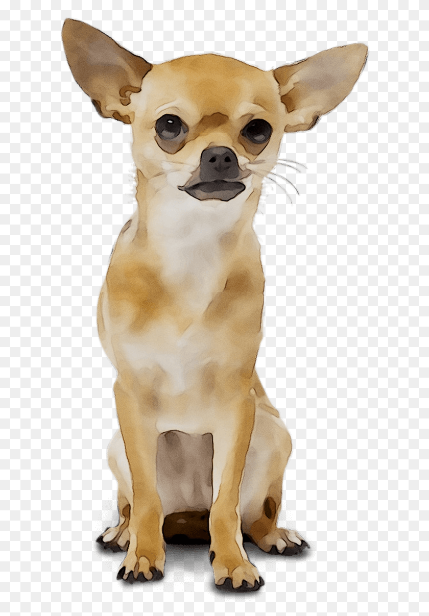 608x1147 Chihuahua Russkiy Breed Dog Toy Wedding Organizer Clipart Chihuahua, Pet, Canine, Animal HD PNG Download