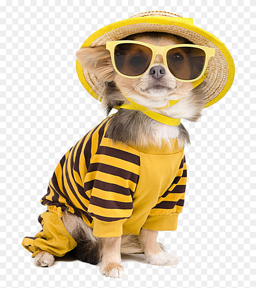 709x884 Chihuahua Sunglasses Photography Cool Dog T Shirt Puppy Cat And Dog Vacation, Accessories, Hat, Clothing HD PNG Download