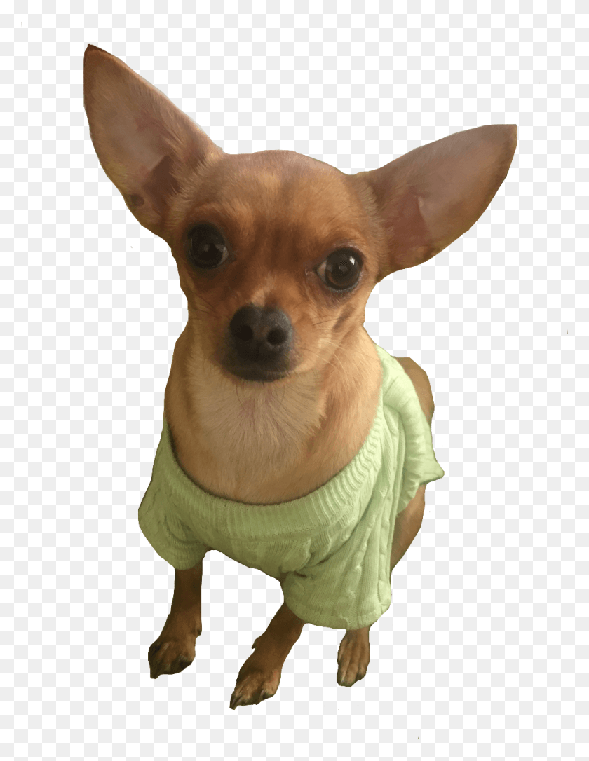 995x1310 Chihui Dog Chihuahua Chihuahua, Pet, Canine, Animal HD PNG Download