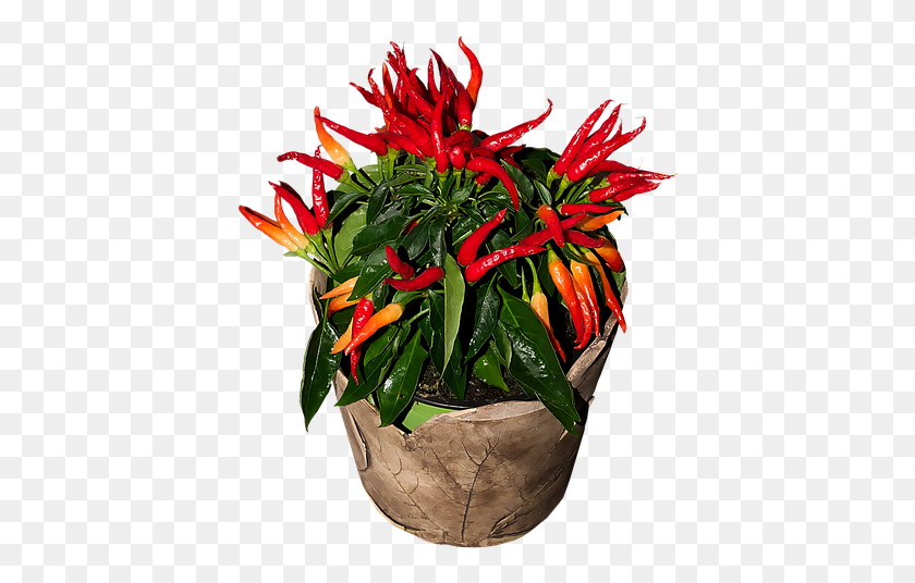 408x476 Chili Sharp Red Chilli Pepper Стручки Перца Flame Anthurium, Растение, Цветок, Цветение Png Скачать