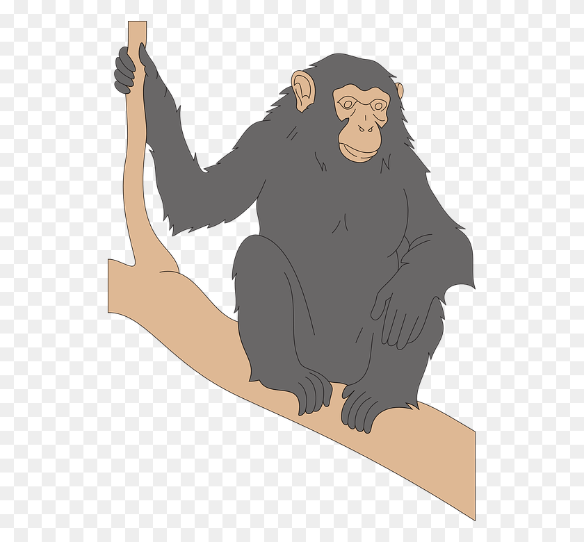 529x720 Chimp Black Branch Looking Watching Chimpanzee Chimpanzee House Vector, Ape, Wildlife, Mammal HD PNG Download