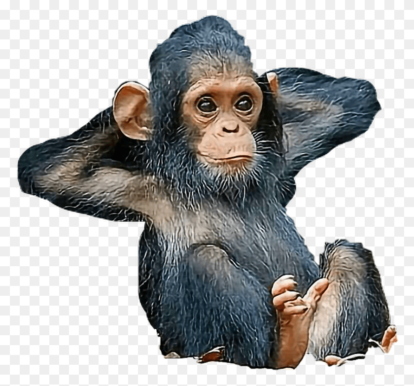 1024x950 Шимпанзе Наклейка Обезьяна, Дикая Природа, Животное, Млекопитающее Hd Png Скачать