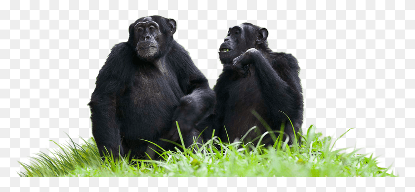 1368x580 Chimpanzees Sitting On Grass Chimpanzees, Ape, Wildlife, Mammal HD PNG Download