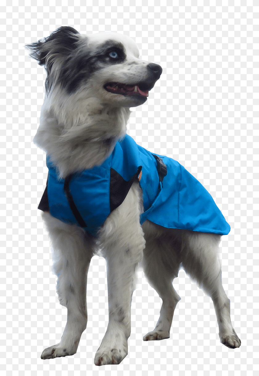 730x1158 Chinese Crested Dog, Clothing, Apparel, Pet HD PNG Download