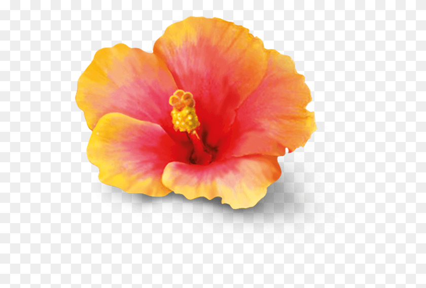 545x508 Chinese Hibiscus, Plant, Flower, Blossom HD PNG Download
