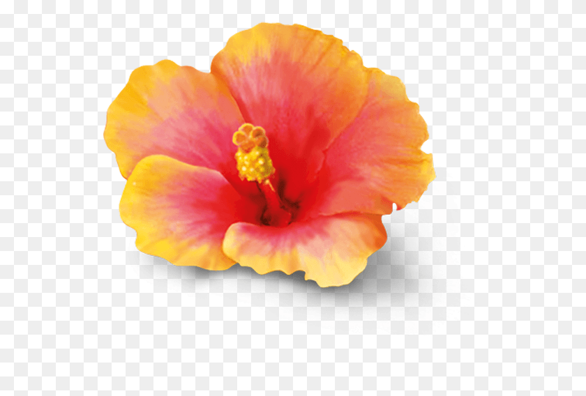 545x508 Descargar Png / Hibiscus Chino, Planta, Flor, Flor Hd Png