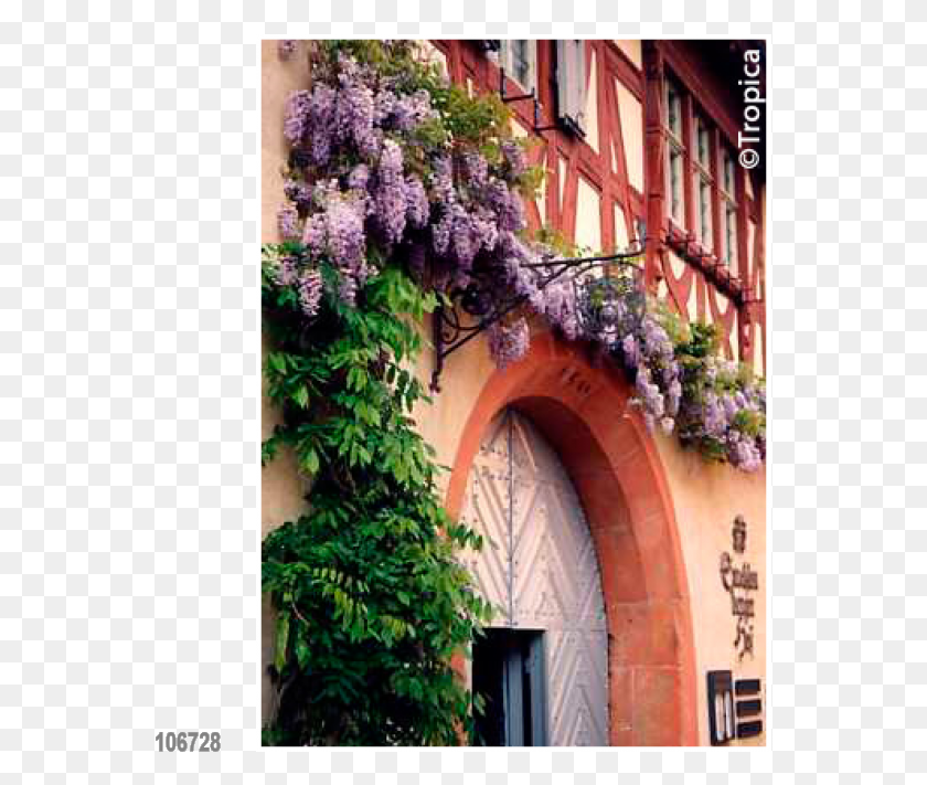 559x651 Chinese Wisteria Hardy Wisteria, Building, Architecture, Plant HD PNG Download