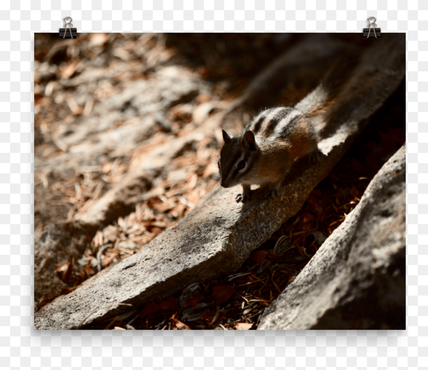799x683 Chipmunk Killdeer, Mammal, Animal, Rodent HD PNG Download