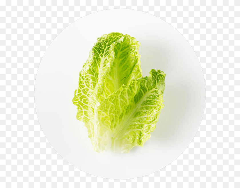 600x600 Chipotle Ingredient Statement Romaine Lettuce, Plant, Pineapple, Fruit HD PNG Download