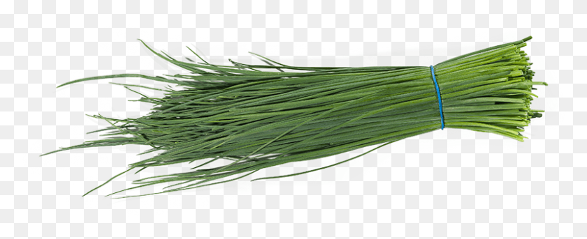801x291 Chives Sweet Grass, Plant, Food, Produce HD PNG Download