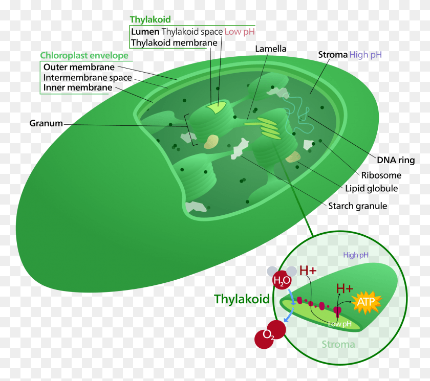 1839x1616 Chloroplast Dna Location Of Chloroplast In A Plant Cell, Land, Outdoors, Nature HD PNG Download