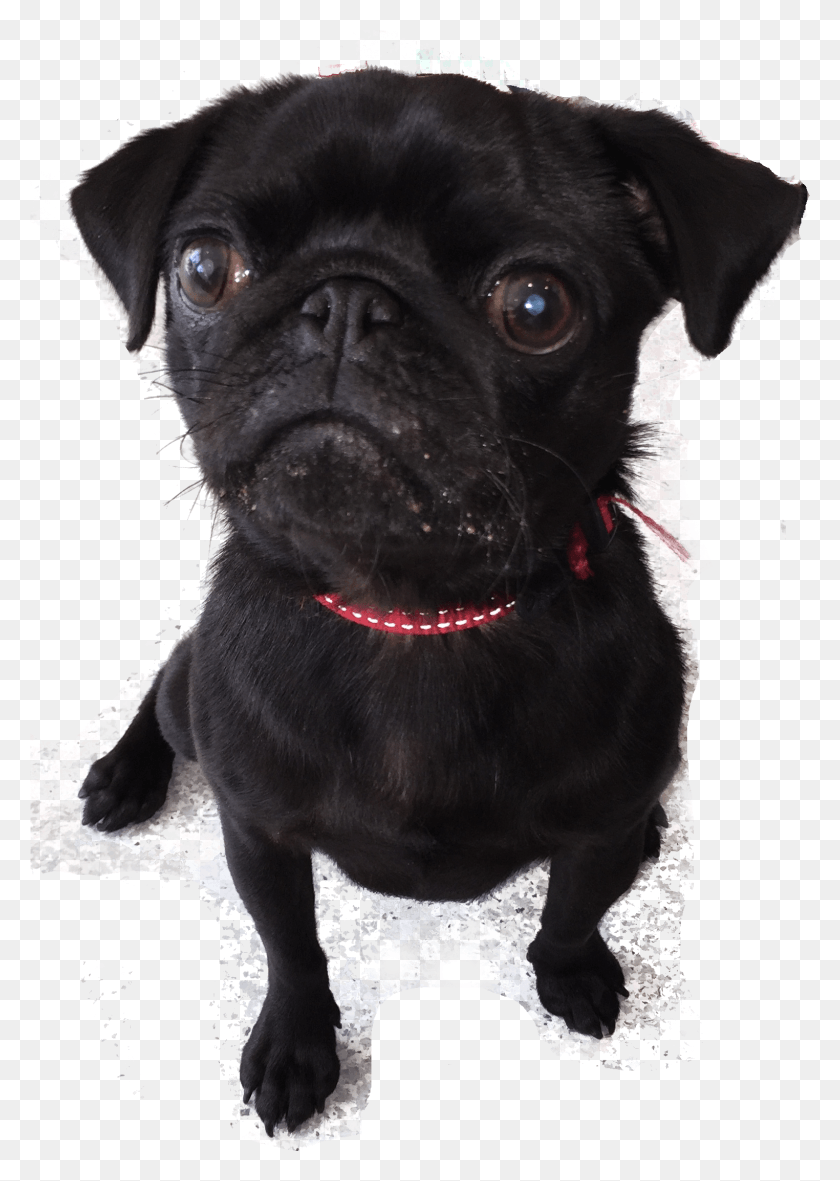 1524x2191 Chocolate Toxicity In Dogs Pug, Dog, Pet, Canine HD PNG Download