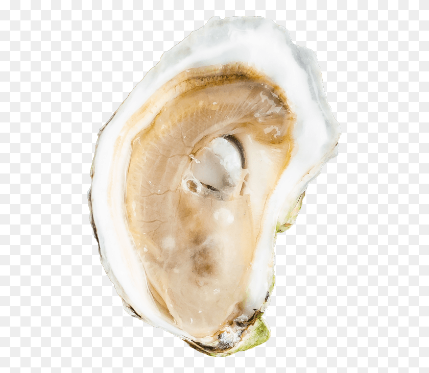 504x671 Choose A Specific Maine Oyster Shell, Seashell, Invertebrate, Sea Life HD PNG Download