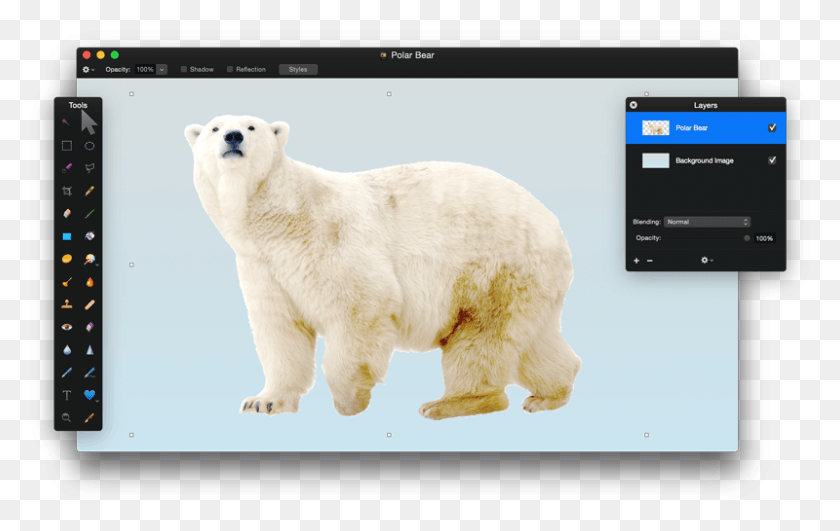 800x484 Choose Layer Gt New Layer Gt Choose Picture Select The Polar Bear, Bear, Wildlife, Mammal HD PNG Download