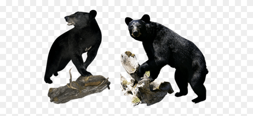 551x327 Choose The Team That Specializes In Black Bears American Black Bear, Bear, Wildlife, Mammal HD PNG Download
