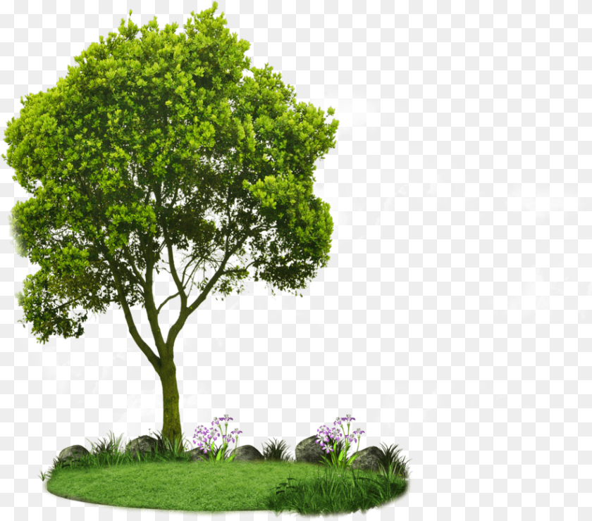Choosing Small Trees Transparent Elm Tree, Oak, Plant, Sycamore, Tree Trunk PNG