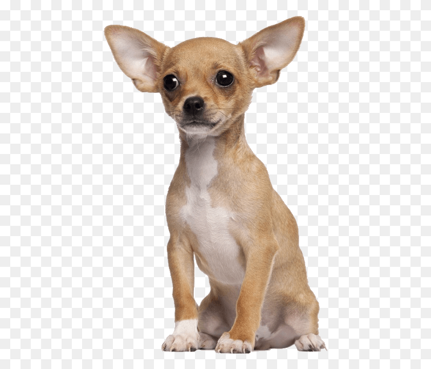 437x659 Chopra El Chihuahua, Pequeño, Pequeño, Perro, Mascota, Canino Hd Png