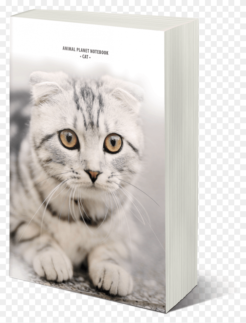 1113x1486 Chose Your Notebook And Buy It At Amazon Cat, Kitten, Pet, Mammal HD PNG Download