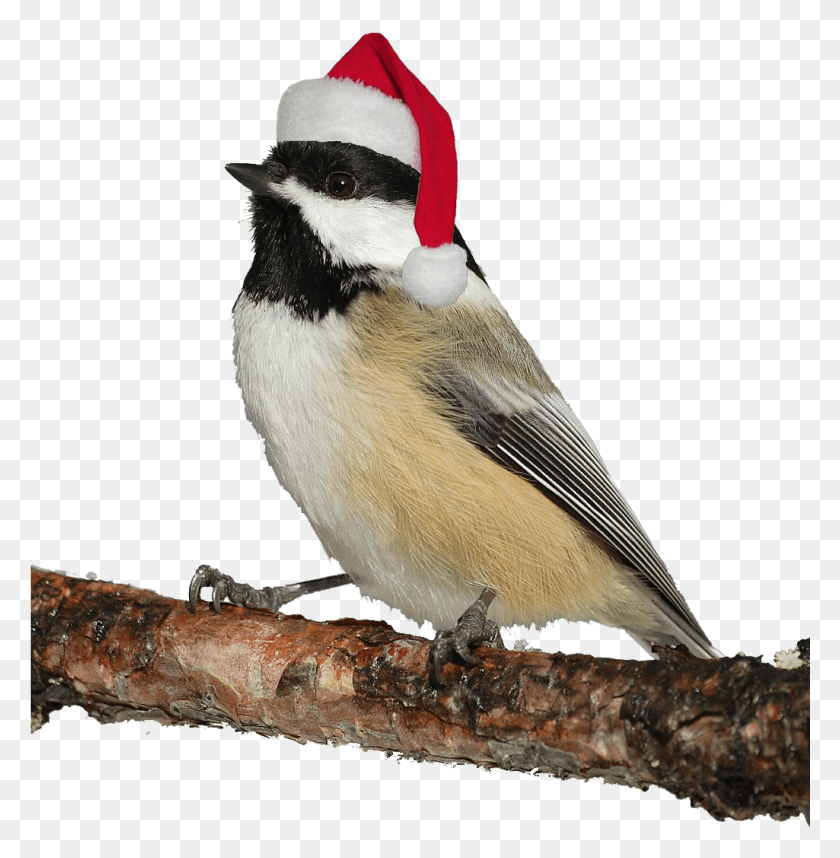 1025x1049 Рождественский Подсчет Птиц Для Детей Птицы Северного Онтарио, Животное, Зяблик, Сойка Hd Png Скачать