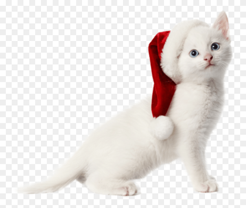 882x736 Christmas Cat Kittyfreetoedit Merry Christmas Cats, Kitten, Pet, Mammal HD PNG Download