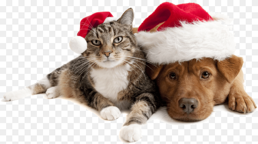 995x554 Christmas Cats And Dogs Download Christmas Cat And Dog, Animal, Pet, Mammal, Canine Clipart PNG