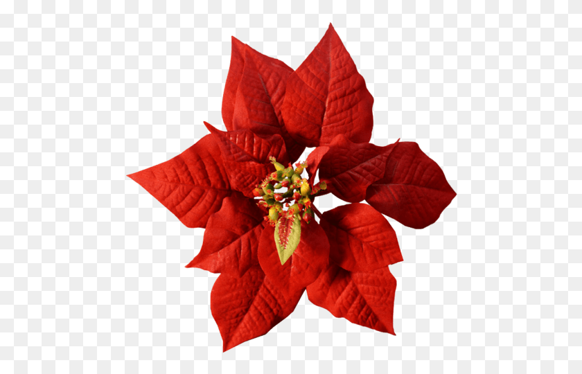 480x480 Рождественские Цветы Пуансеттия Цветок Пуансеттия, Лист, Растение, Цветение Hd Png Скачать