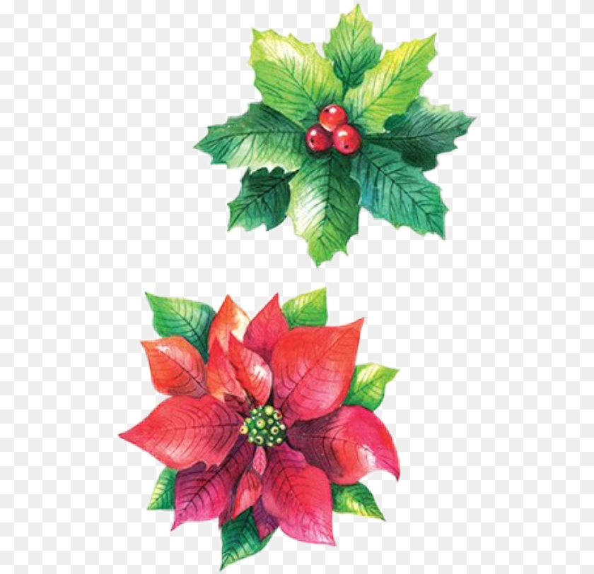 516x813 Christmas Flowers Poinsettia By Stephanie Poinsettia, Art, Plant, Pattern, Leaf Sticker PNG