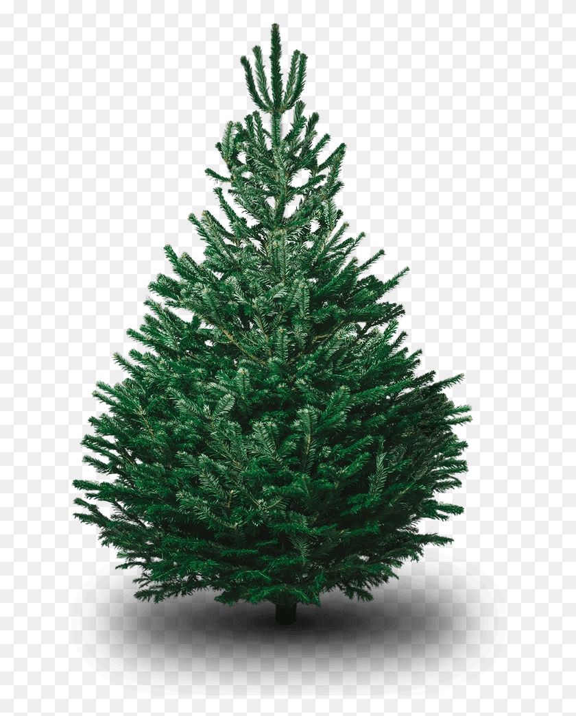 676x985 Christmas Forests Is An Enthusiastic Supporter Of Tree Nordmann Fir Tree, Christmas Tree, Ornament, Plant HD PNG Download