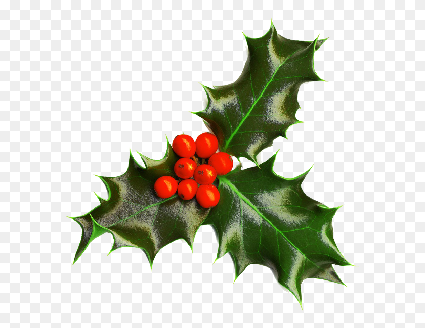 581x589 Christmas Holly Transparent Background, Leaf, Plant, Tree HD PNG Download