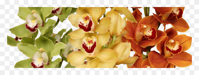 1575x525 Рождественская Орхидея, Растение, Цветок, Цветение Hd Png Скачать