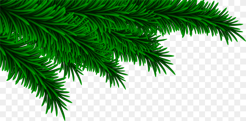 7965x3919 Christmas Pine Branch Clipart PNG
