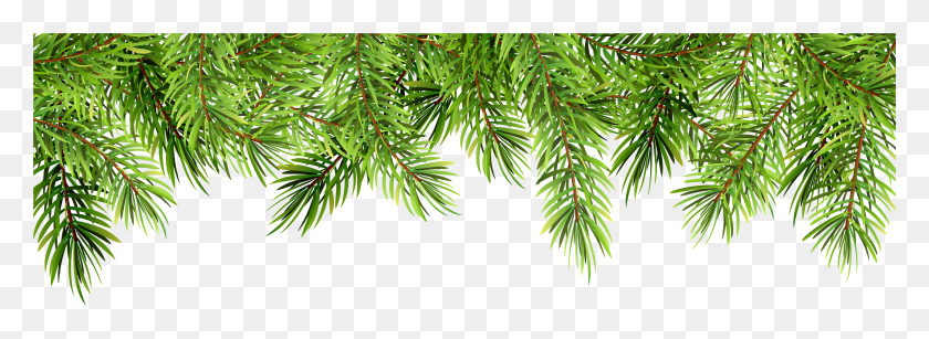 6001x1904 Christmas Pine Needles HD PNG Download