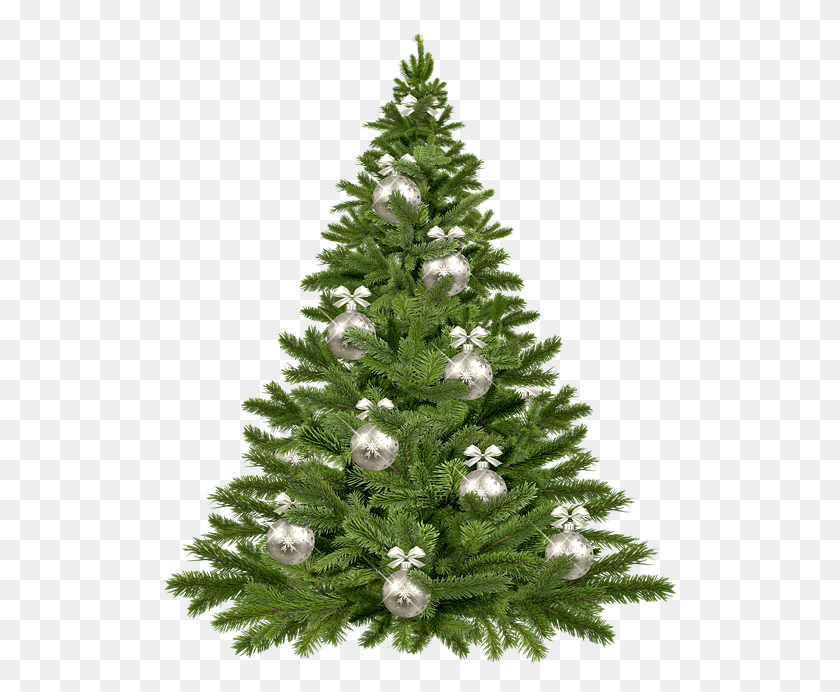 517x632 Christmas Pine Tree, Christmas Tree, Tree, Ornament HD PNG Download