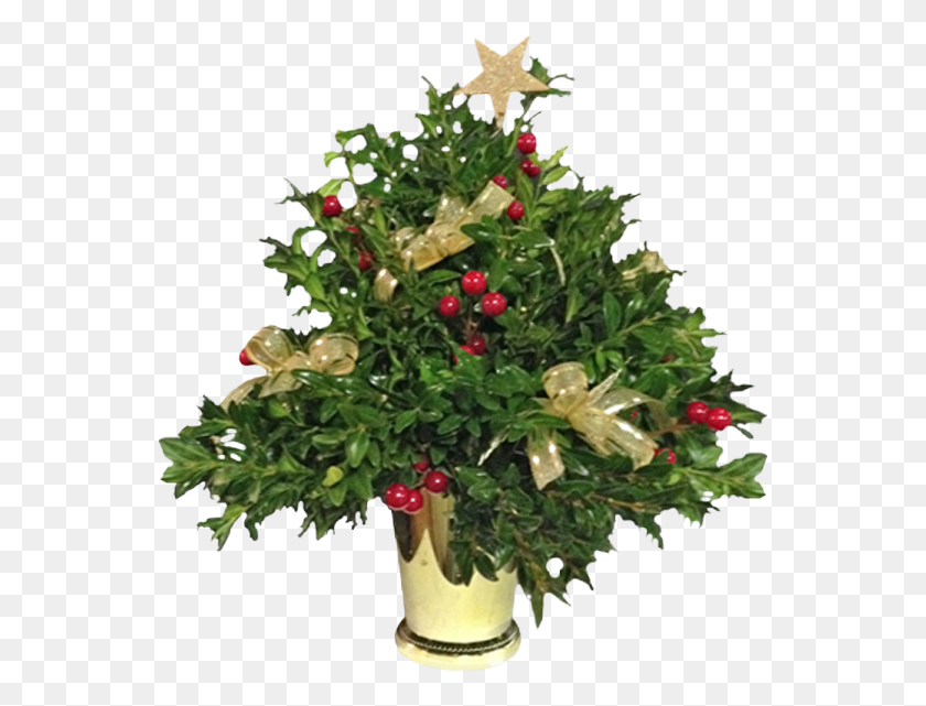 553x581 Christmas Tree, Plant, Flower, Vase HD PNG Download