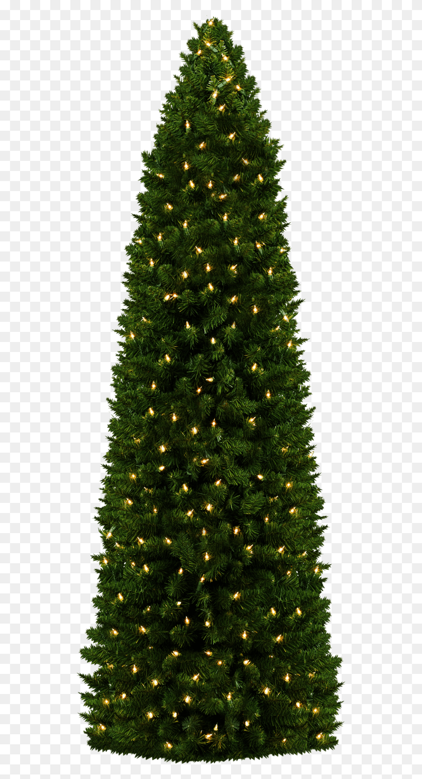 536x1489 Christmas Tree Christmas Tree, Tree, Ornament, Plant HD PNG Download
