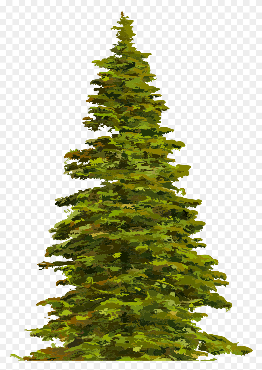 1667x2401 Christmas Tree Clipart Spruce Clipart, Tree, Plant, Ornament HD PNG Download
