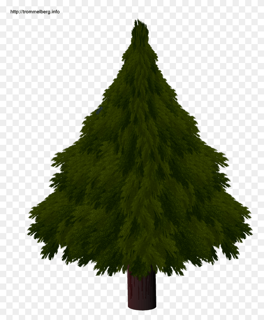 773x956 Рождественская Елка Рисунок Реалистичный Com Free Для Реалистичного, Дерево, Растение, Орнамент Hd Png Скачать