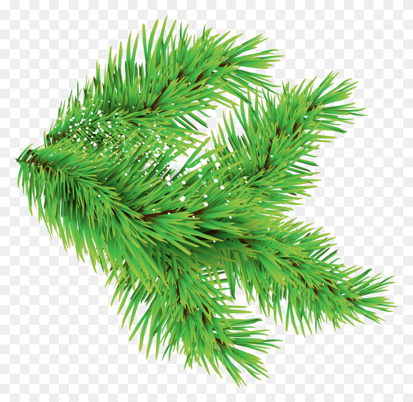 1945x1888 Christmas Tree Leaves, Tree, Plant, Conifer HD PNG Download