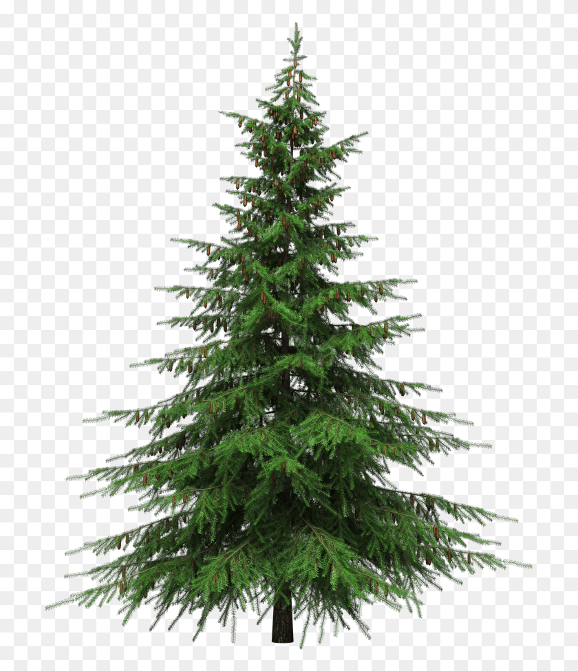 711x916 Christmas Tree Transparent Christmas Tree No Background, Ornament, Plant, Conifer HD PNG Download