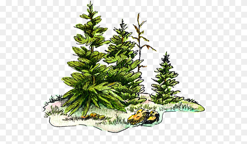 555x489 Christmas Tree Watercolor, Plant, Fir, Pine, Conifer Clipart PNG