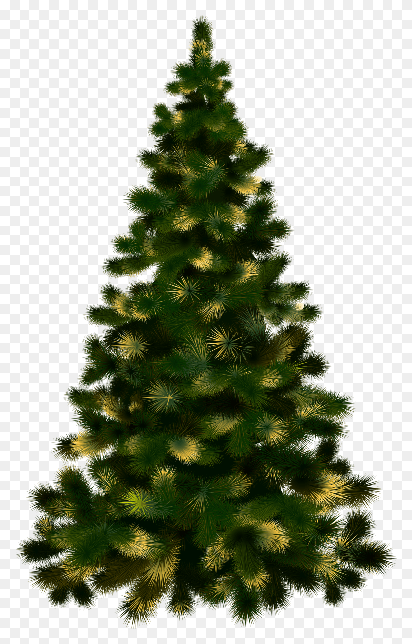 2778x4465 Christmas Tree Without Lights Christmas Tree Vector No Background HD PNG Download