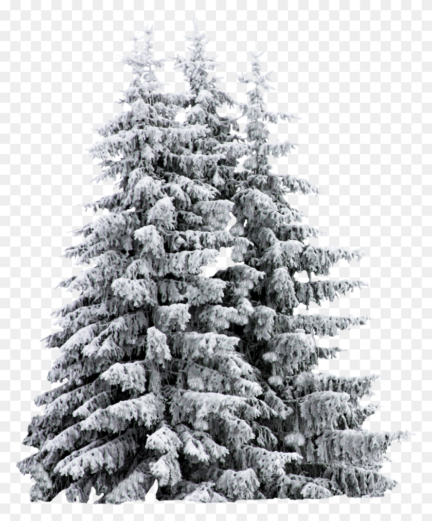 1024x1253 Christmastree Branches White Happynewyear Santa Trees With Snow On Them, Tree, Plant, Fir HD PNG Download