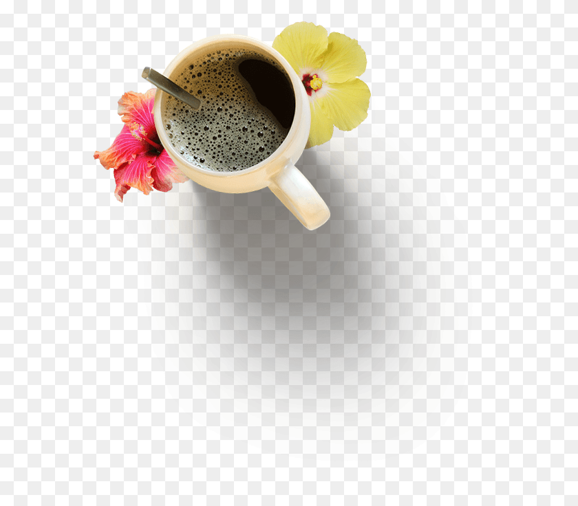 570x676 Christopher And Aniko Somogyi Coffee Cup, Cup, Latte, Bebida Hd Png