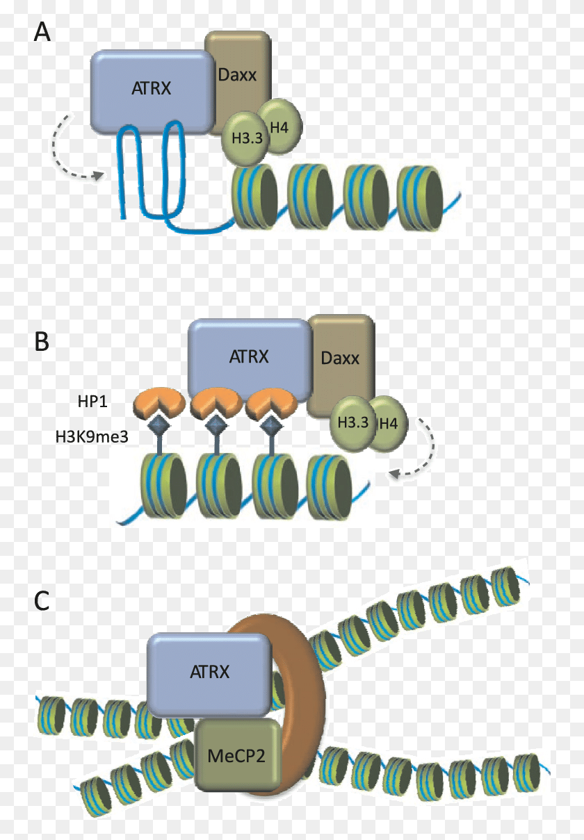 747x1149 Chromatin Drawing Chromosome Structure Atrx Chromatin, Electronics, Hardware, Computer HD PNG Download
