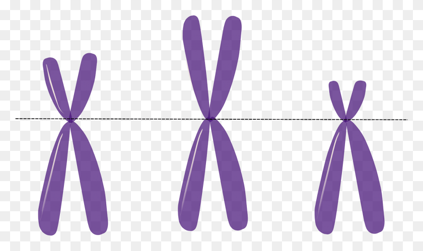 1280x722 Chromosome Models Karyotyping Chromosome Clipart, Symbol, Logo, Trademark HD PNG Download
