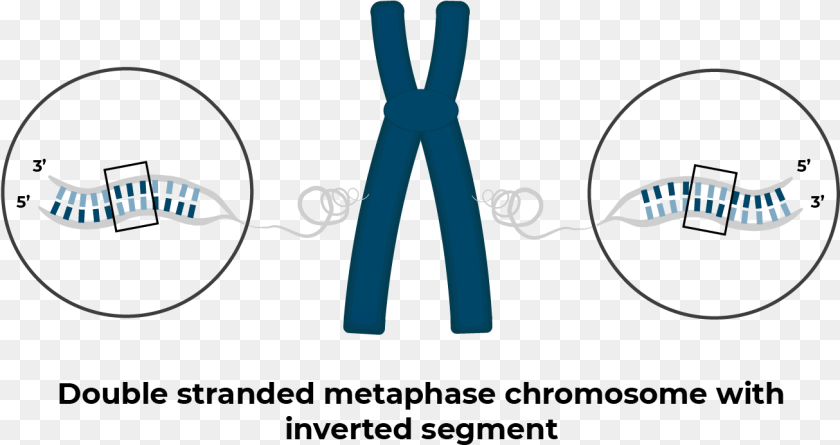 1307x692 Chromosome With Inversion Circle, Knot, Smoke Pipe Transparent PNG